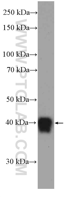 Western Blot (WB) analysis of human plasma using Zinc Alpha 2 Glycoprotein Polyclonal antibody (13399-1-AP)