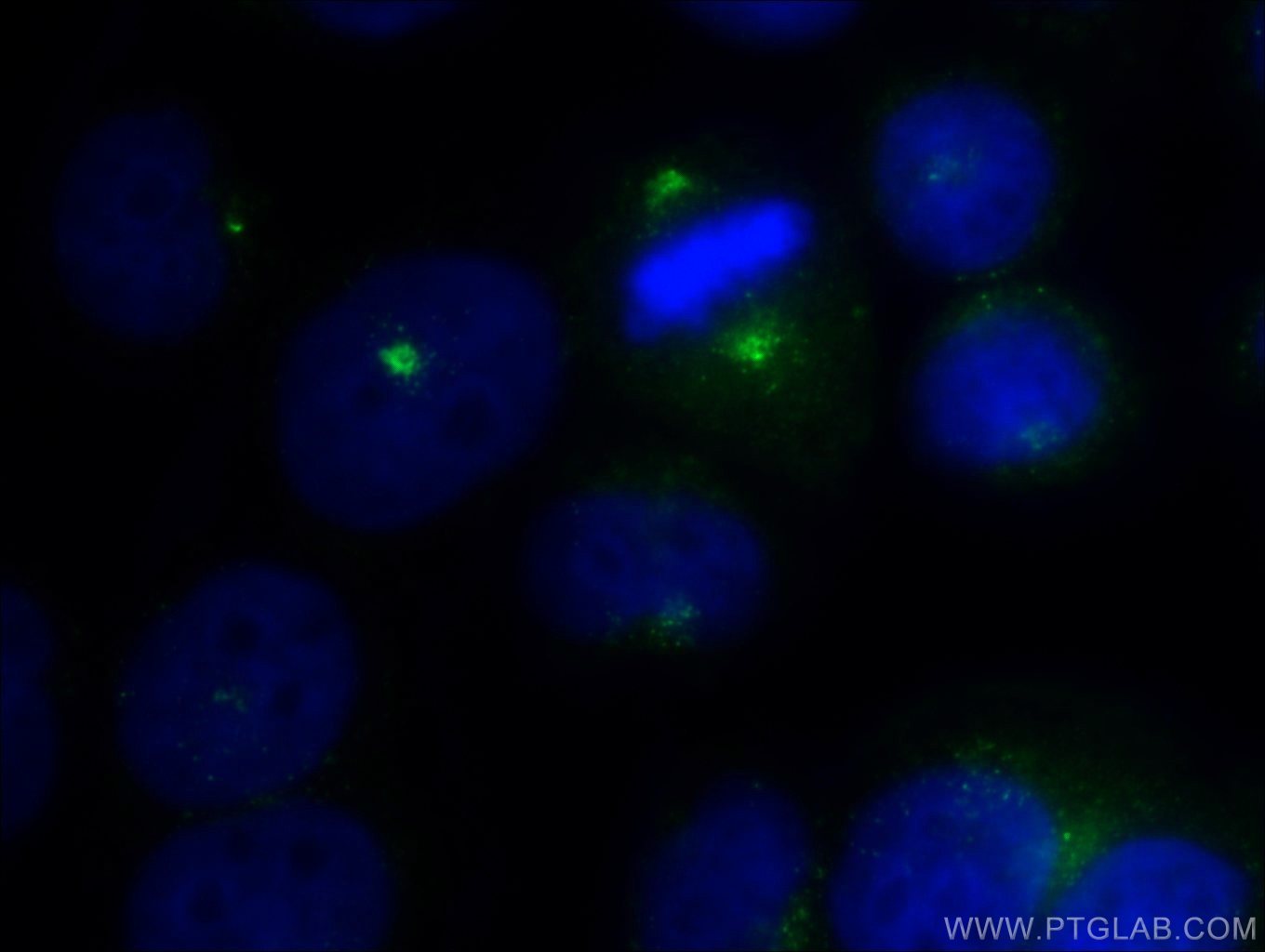 Immunofluorescence (IF) / fluorescent staining of HeLa cells using AZI1 Polyclonal antibody (25735-1-AP)