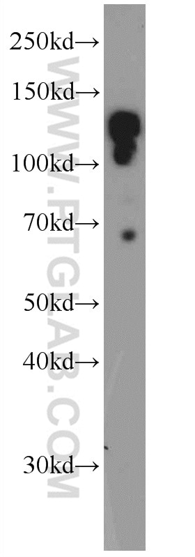 Western Blot (WB) analysis of mouse testis tissue using AZI1 Polyclonal antibody (25735-1-AP)