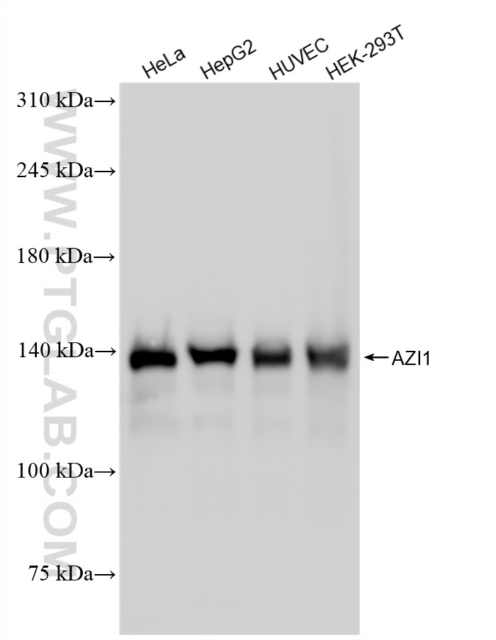 Western Blot (WB) analysis of various lysates using AZI1 Recombinant monoclonal antibody (86809-3-RR)