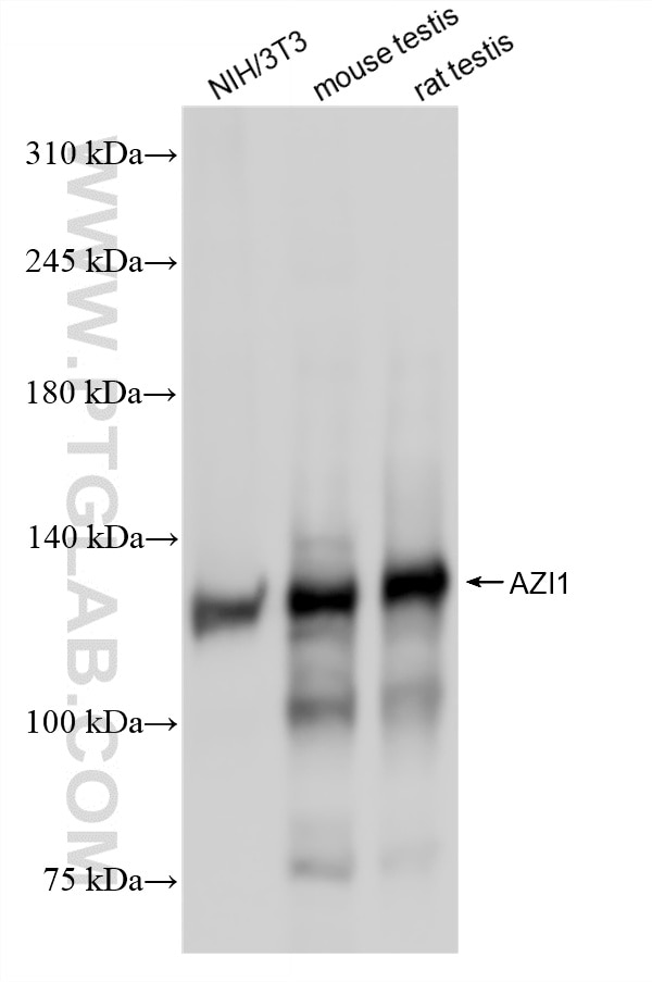 Western Blot (WB) analysis of various lysates using AZI1 Recombinant monoclonal antibody (86809-3-RR)