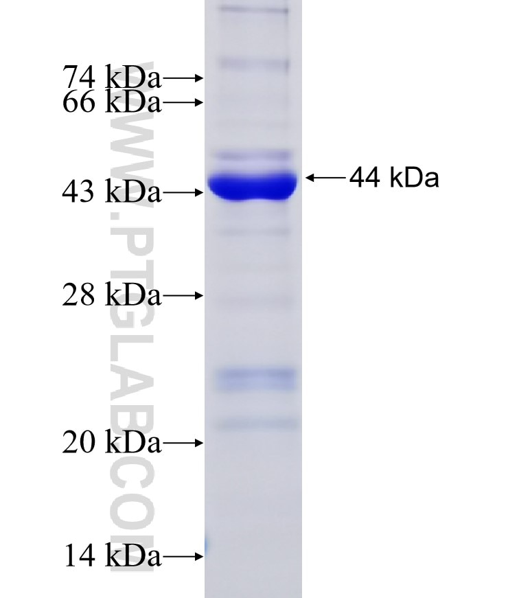 AZI1 fusion protein Ag22697 SDS-PAGE
