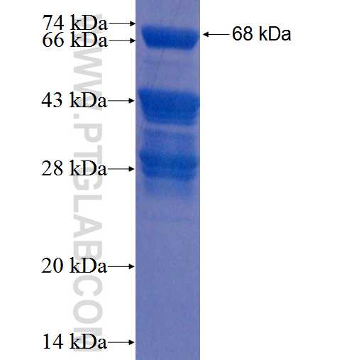 AZI1 fusion protein Ag22699 SDS-PAGE