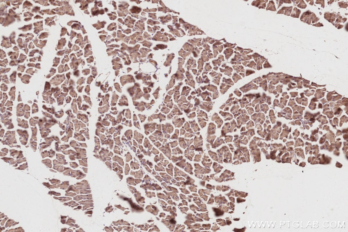 Immunohistochemistry (IHC) staining of mouse pancreas tissue using AZI2/NAP1 Polyclonal antibody (15042-1-AP)