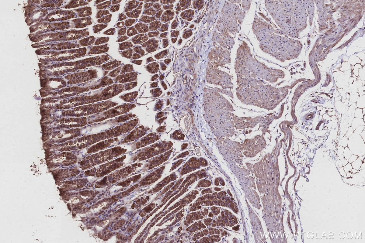 Immunohistochemistry (IHC) staining of mouse stomach tissue using AZI2/NAP1 Polyclonal antibody (15042-1-AP)