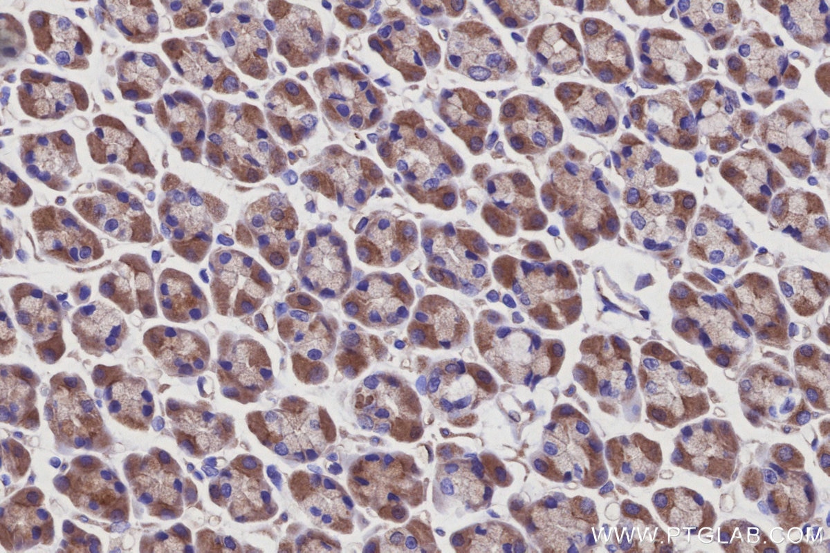 Immunohistochemistry (IHC) staining of rat stomach tissue using AZI2/NAP1 Polyclonal antibody (15042-1-AP)