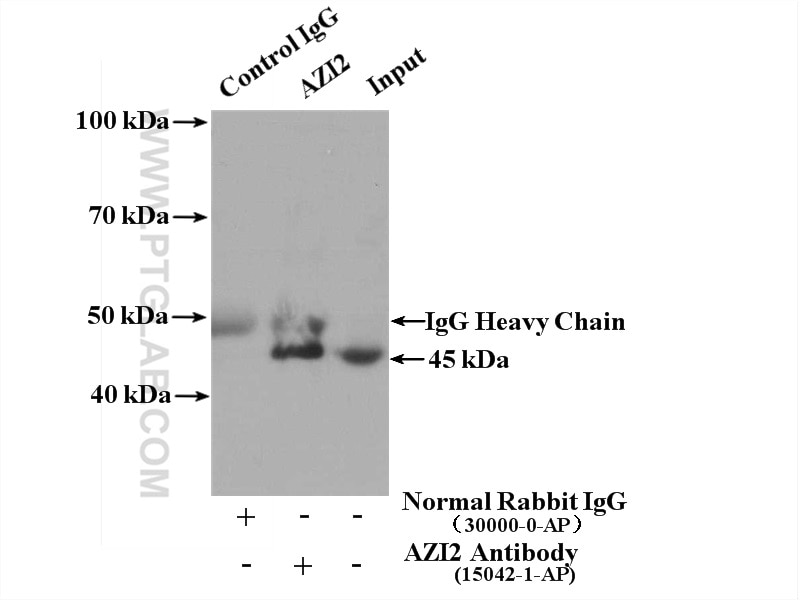 Immunoprecipitation (IP) experiment of HepG2 cells using AZI2/NAP1 Polyclonal antibody (15042-1-AP)
