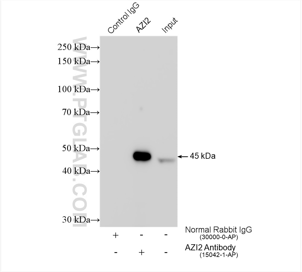 Immunoprecipitation (IP) experiment of HEK-293 cells using AZI2/NAP1 Polyclonal antibody (15042-1-AP)