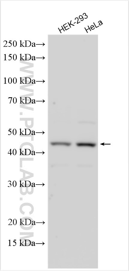 Western Blot (WB) analysis of various lysates using AZI2/NAP1 Polyclonal antibody (15042-1-AP)