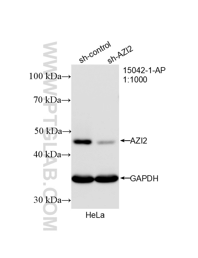 Western Blot (WB) analysis of HeLa cells using AZI2/NAP1 Polyclonal antibody (15042-1-AP)