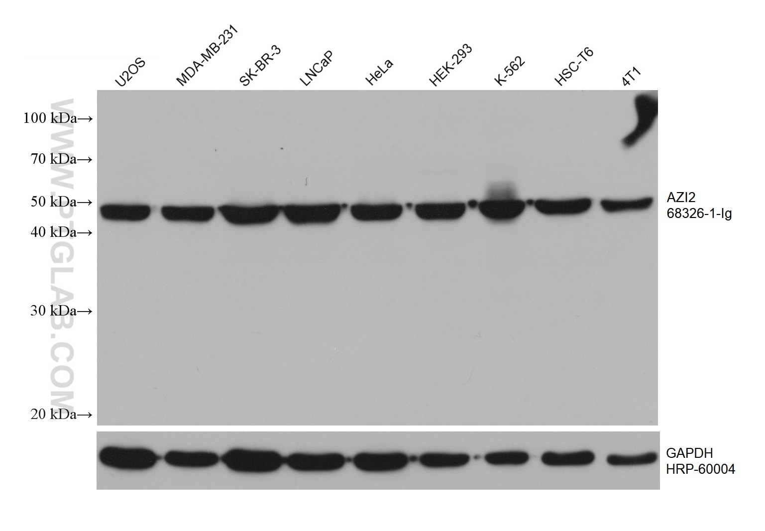 Western Blot (WB) analysis of various lysates using AZI2 Monoclonal antibody (68326-1-Ig)
