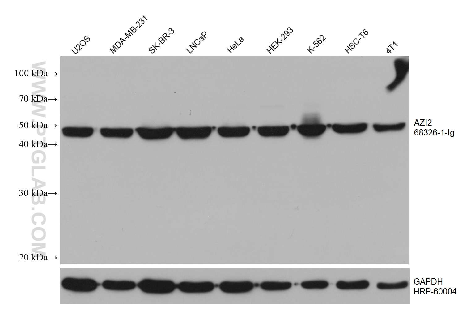 WB analysis using 68326-1-Ig