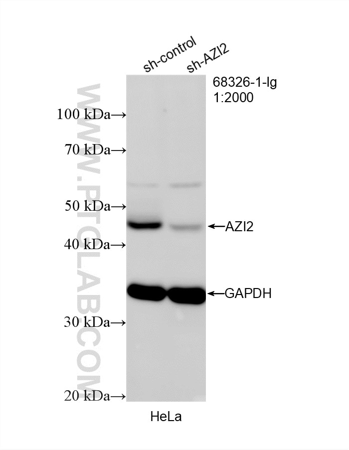 Western Blot (WB) analysis of HeLa cells using AZI2 Monoclonal antibody (68326-1-Ig)
