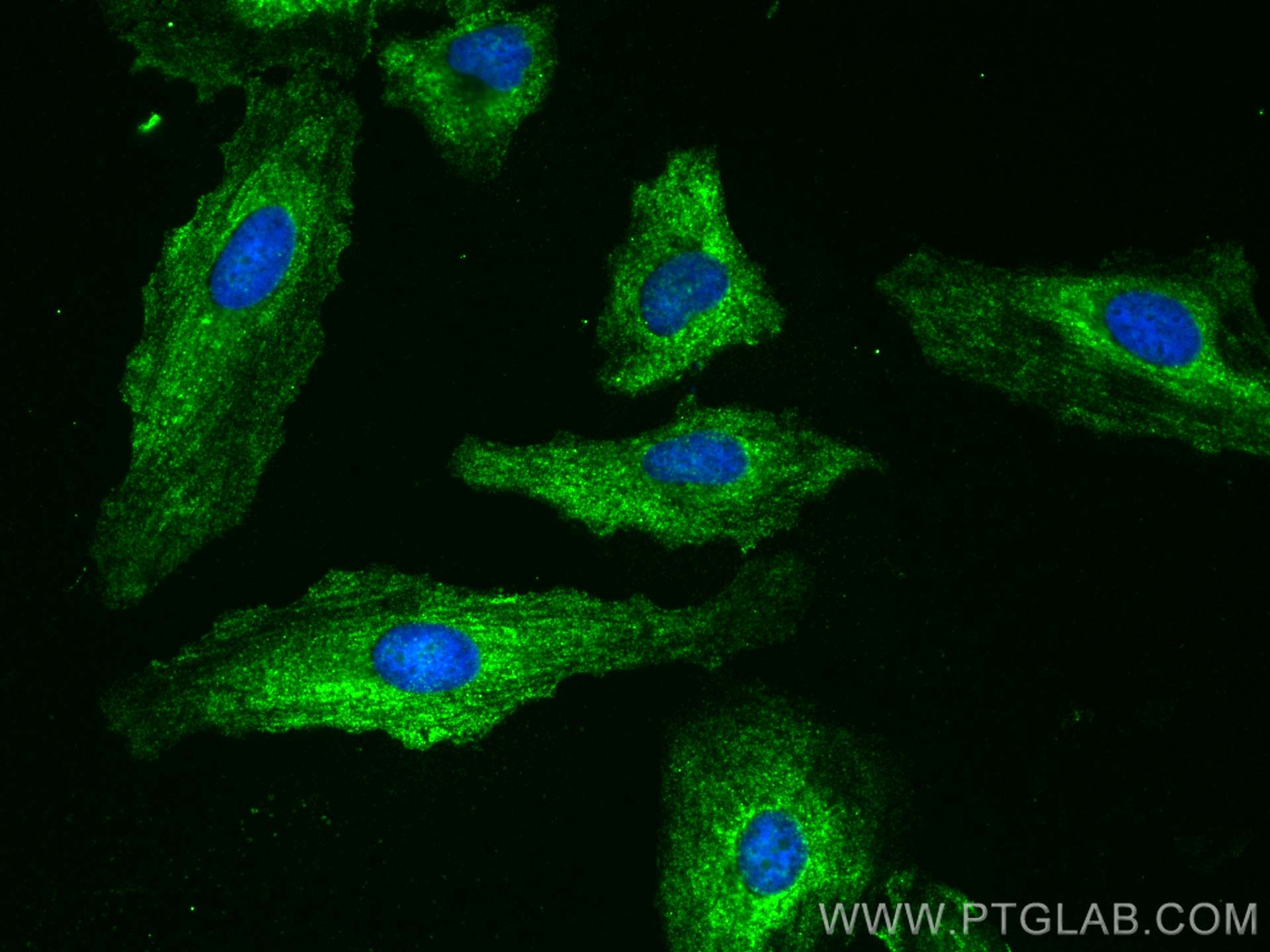 Immunofluorescence (IF) / fluorescent staining of HeLa cells using CoraLite® Plus 488-conjugated AZI2 Monoclonal anti (CL488-68326)