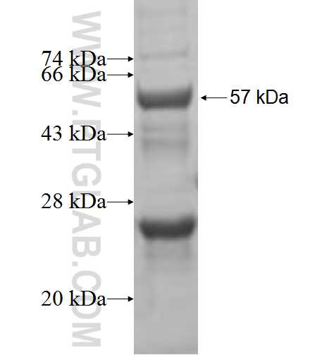 AZI2 fusion protein Ag6892 SDS-PAGE