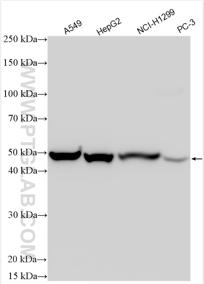 Western Blot (WB) analysis of various lysates using Antizyme inhibitor 1 Polyclonal antibody (11548-1-AP)