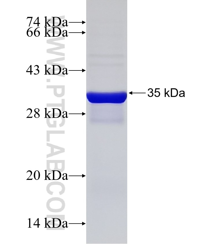 AZIN1 fusion protein Ag33058 SDS-PAGE