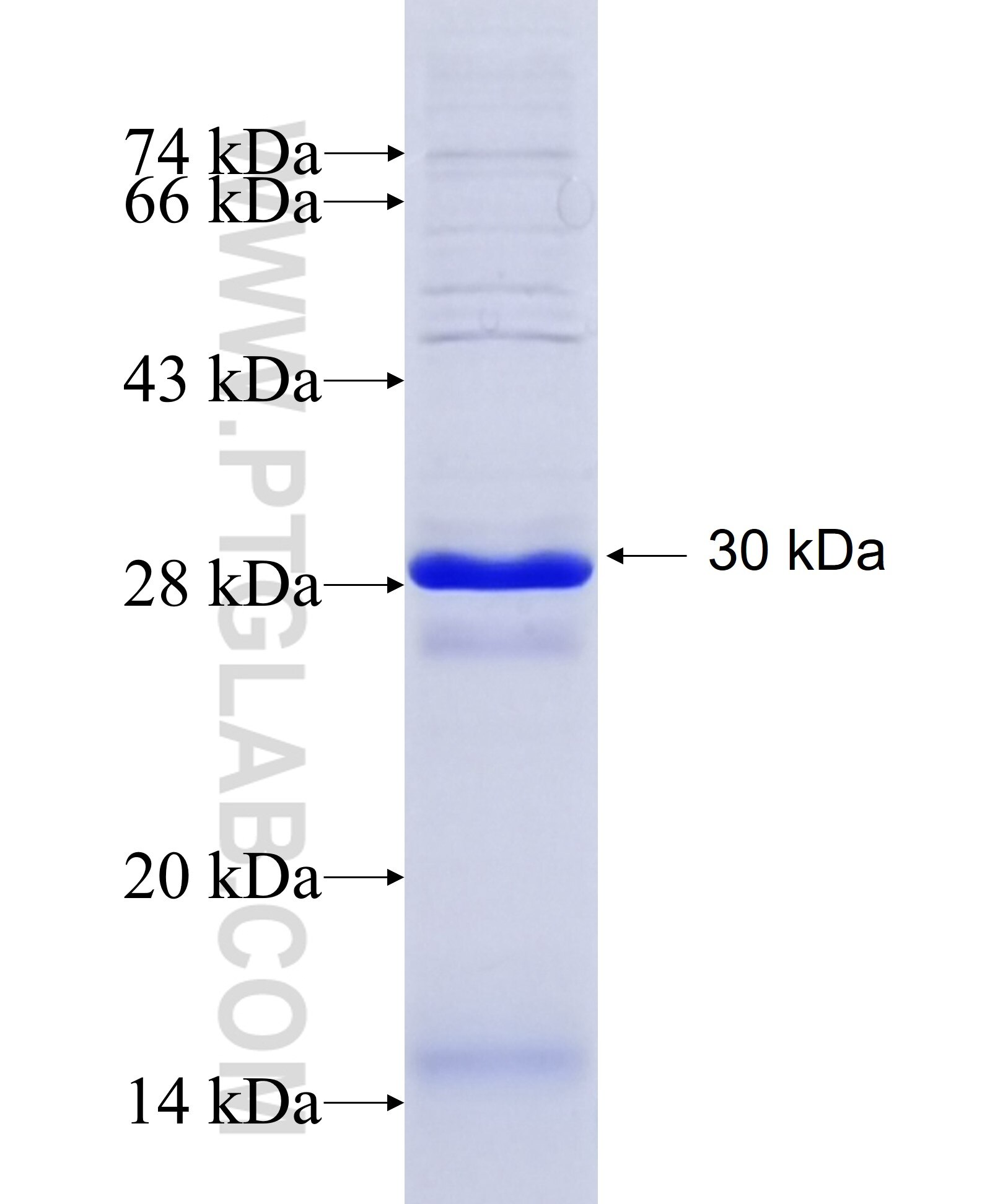 AZU1 fusion protein Ag26014 SDS-PAGE