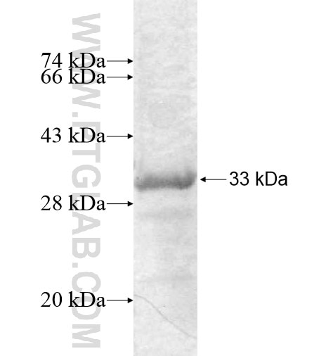 AZU1 fusion protein Ag12786 SDS-PAGE