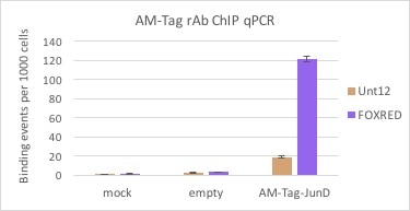 AbFlex AM-Tag antibody (rAb) tested by ChIP. Active Motif’s pAM_1C_JunD Vector (Catalog No. 53044) was transiently transfected or mock transfected into HCT116 cells. Chromatin was harvested according to the instructions in the Tag-ChIP-IT Kit (Cat. No. 53022). 10 ug of the AM-Tag antibody was used to immunoprecipitate the cross-linked AM-Tag-JunD fusion protein. qPCR data shows enrichment of AM-Tag-JunD with the FOXRED qPCR primer set and little to no enrichment in the mock transfections or when using the negative control Unt12 qPCR primer set.