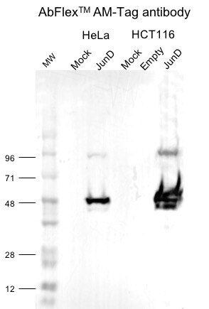 AbFlex AM-Tag antibody (rAb) tested by Western Blot. Active Motif’s pAM_1C_JunD Vector (Catalog No. 53044) was transfected or mock transfected into HCT116 cells. 48 hours post-transfection nuclear lysates were prepared. 15 ug lysate was loaded per well. Western blot was performed using 1 ug/mL of AM-Tag antibody.