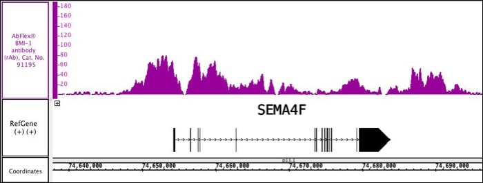 AbFlex BMI-1 recombinant antibody (rAb) tested by ChIP-Seq Chromatin immunoprecipitation (ChIP) was performed using the ChIP-IT High Sensitivity Kit (Cat. No. 53040) with 30 ug of mouse embryonic fibroblast (MEF) chromatin and 4 ug of BMI-1 antibody. ChIP DNA was sequenced on the Illumina NextSeq and 9.9 million sequence tags were mapped to identify BMI-1 binding sites on chromosome 2.