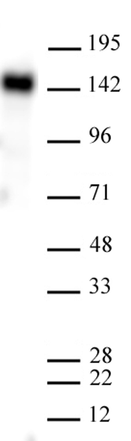 AbFlex EHMT2 (G9a) antibody (rAb) tested by Western blot. 20 ug of HEK293 cell nuclear extract was run on SDS-PAGE and probed with AbFlex EHMT2 (G9a) antibody at 2 ug/ml.