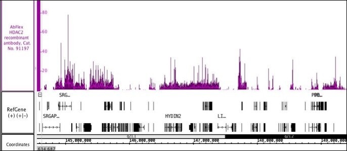 AbFlex HDAC2 recombinant antibody (rAb) tested by ChIP-Seq Chromatin immunoprecipitation (ChIP) was performed using the ChIP-IT High Sensitivity Kit (Cat. No. 53040) with 30 ug of chromatin from NCI-H1437 (human lung carcinoma cell line) chromatin and 4 ug HDAC2 antibody. ChIP DNA was sequenced on the Illumina HiSeq and 15.6 million sequence tags were mapped to identify HDAC2 binding sites on chromosome 1.