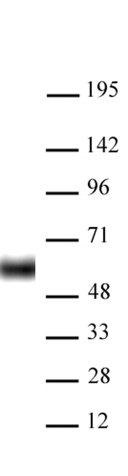 Western blot of AbFlex HDAC2 antibody (rAb). 20 ug HeLa cell nuclear extract was run on SDS-PAGE and probed with 0.5 ug/ml AbFlex HDAC2 antibody (rAb). MW: 55 kDa