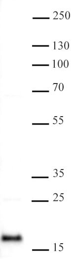 AbFlex Histone H2A antibody tested by Western blot. 20 ug of HeLa nuclear extract* was run on SDS-PAGE and probed with antibody at 0.5 ug/ml.