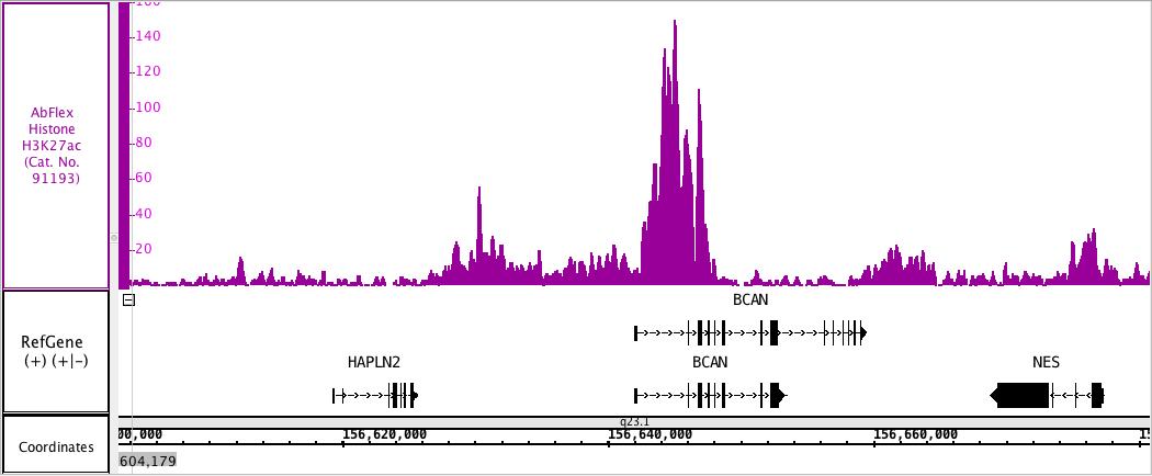 AbFlex Histone H3K27ac antibody tested by ChIP-Seq. Chromatin immunoprecipitation (ChIP) was performed using the ChIP-IT High Sensitivity Kit (Cat. No. 53040) with 30 ug of chromatin from HAP1 cells and 4 ug Histone H3K27ac antibody. ChIP DNA was sequenced on the Illumina HiSeq and 17.8 million sequence tags were mapped to identify H3K27ac binding sites.