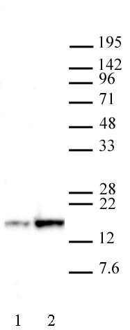 AbFlex Histone H3K27ac antibody tested by Western Blot HeLa cells were treated with 5 mM sodium butyrate for 19 hrs. (Lane 2) or untreated (Lane 1). Following treatment, 20 ug of HeLa cell nuclear extract was loaded on SDS-PAGE gel and probed with 1 ug/ml AbFlex Histone H3K27ac antibody. MW: 17 kDa