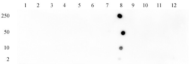 AbFlex Histone H3K27ac antibody, tested by Dot Blot Dot blot analysis was used to confirm the specificity of AbFlex Histone H3K27ac antibody for acetylated H3K27. Recombinant Histone Proteins were spotted onto PVDF and probed with the antibody at 1 ug/ml. The amount of protein (picomoles) spotted is indicated next to each row. Columns as follows: 1) H3K37ac 2) Histone H3K36ac 3) Histone H3K9ac 4) Histone H3K14ac 5) Histone H3K18ac 6) Histone H3K23ac 7) Histone Unmod H3K27 8) Histone H3K27ac 9) Histone H4K5ac 10) Histone H4K8ac 11) Histone H4K12ac 12) Histone H4K16ac