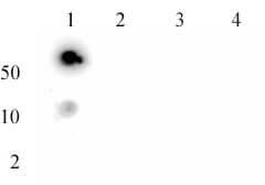 AbFlex Histone H3K27me3 antibody specificity is shown by Dot Blot. Recombinant proteins were spotted onto Nitrocellulose as follows: Lane 1 - Histone H3K27me3 (MLA), Cat. No. 31216; Lane 2 - Histone H3K27me2 (MLA), Cat. No. 31215; Lane 3 - Histone H3K27me1 (MLA)Cat. No. 31214; Lane 4 - Histone H3 (C110A), Cat. No. 31207; Probed with AbFlex Histone H3K27me3 antibody at 1 ug/ml.