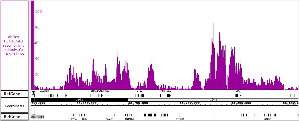 AbFlex Histone H3K36me3 recombinant antibody (rAb) tested by ChIP-Seq Chromatin immunoprecipitation (ChIP) was performed using the ChIP-IT High Sensitivity Kit (Cat. No. 53040) with 30 ug of HAP1 cell line- myeloid leukemia chromatin and 4 ug of Histone H3K36me3 antibody. ChIP DNA was sequenced on the Illumina NextSeq and 15.4 million sequence tags were mapped to identify Histone H3K36me3 binding sites on chromosome 16.