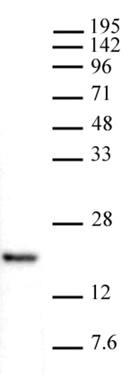 AbFlex Histone H3K4me1 antibody (rAb) tested by Western blot. 20 ug of HeLa cell nuclear extract was run on SDS-PAGE and probed with AbFlex Histone H3K4me1 antibody at 0.5 ug/ml. Note: For optimal results, we recommend a High Salt / Sonication Protocol when preparing nuclear extracts for detection of Histone H3K4me1.