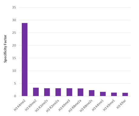 AbFlexHistone H3K4me2 specificity tested by peptide array analysis. Peptide array analysis was used to confirm the specificity of this antibody for its intended modification. Histone H3K4me2 antibody was applied to Active Motif's MODified Histone Peptide Array (Catalog No. 13001). The arrays were scanned with ArrayAnalysis Software 7 and the results plotted. Specificity data is shown for the most reactive peptides and those related to the immunogen.