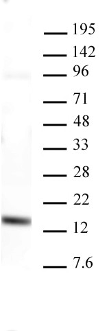 AbFlex Histone H3K4me3 recombinant antibody (rAb) tested by Western blot 20 ug of HeLa cell extract was run on SDS-PAGE and probed with AbFlex Histone H3K4me3 antibody at 2 ug/ml