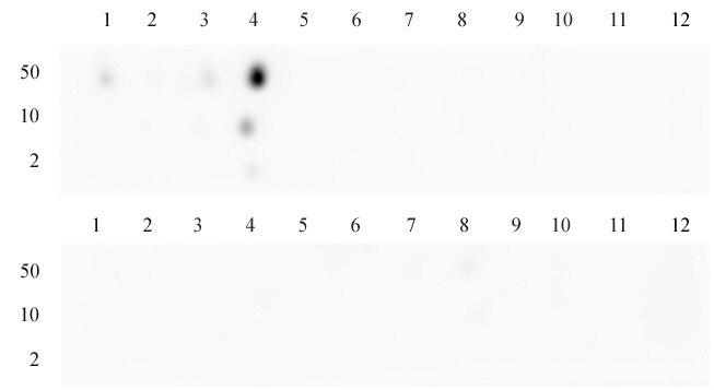 AbFlex Histone H3K4me3 recombinant antibody (rAb) specificity tested by peptide array analysis. Peptide array analysis was used to confirm the specificity of this antibody for its intended modification. Histone H3K4me3 antibody was applied to Active Motif's MODified Histone Peptide Array (Catalog No. 13001). The arrays were scanned with ArrayAnalysis Software 7 and the results plotted. Specificity data is shown for the most reactive peptides and those related to the immunogen.