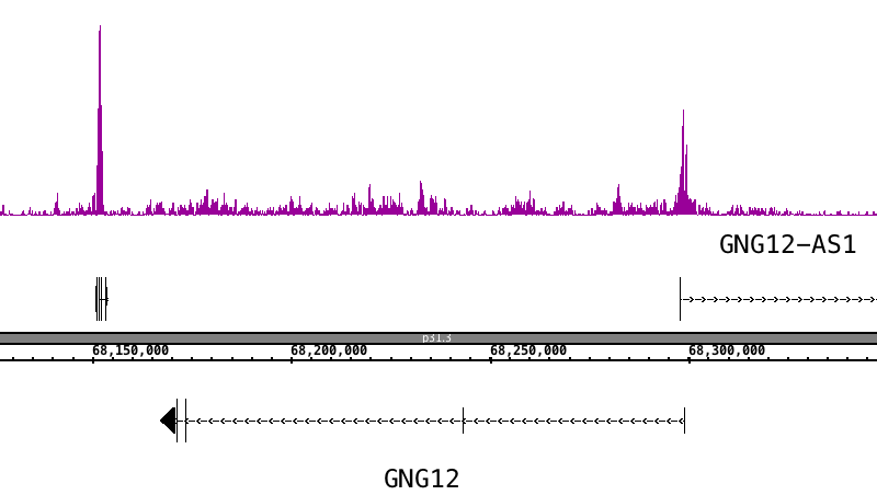 AbFlex Histone H3K56ac antibody (rAb) tested by ChIP-Seq ChIP was performed using 30 ug of chromatin from the HeLa cell line and 4 ug of antibody. ChIP DNA was sequenced on the Illumina NextSeq 500 and 13.5 million sequence tags were mapped to identify Histone H3K56ac binding sites. The image shows binding across a region of chromosome 1. You can view the complete data set in the UCSC Genome Browser, starting at this specific location, here.