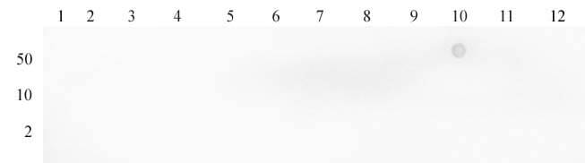 AbFlex Histone H3K79me2 antibody specificity is shown by Dot Blot. Recombinant proteins were spotted onto Nitrocellulose as follows: Lane 1 - Histone H3 (C110A), Cat. No. 31207; Lane 2 - Histone H3K4me2 (EPL), Cat. No. 31277; Lane 3 - Histone H3K9me2 (EPL), Cat. No. 31280; Lane 4 - Histone H3K14me2 (MLA), Cat. No. 31257; Lane 5 - Histone H3K18me2 (MLA), Cat. No. 31260; Lane 6 - Histone H3K23me2 (MLA), Cat. No. 31263; Lane 7- Histone H3K27me2 (MLA), Cat. No. 31215; Lane 8 - Histone H3K36me2 (MLA), Cat. No. 31218; Lane 9 - Histone H3K79me1 (MLA), Cat. No. 31623; Lane 10 - Histone H3K79me2 (MLA), Cat. No. 31599; Lane 11 - Histone H3K79me3 (MLA), Cat. No. 31581; The blot was probed with AbFlex Histone H3K79me2 antibody at 1 ug/ml.