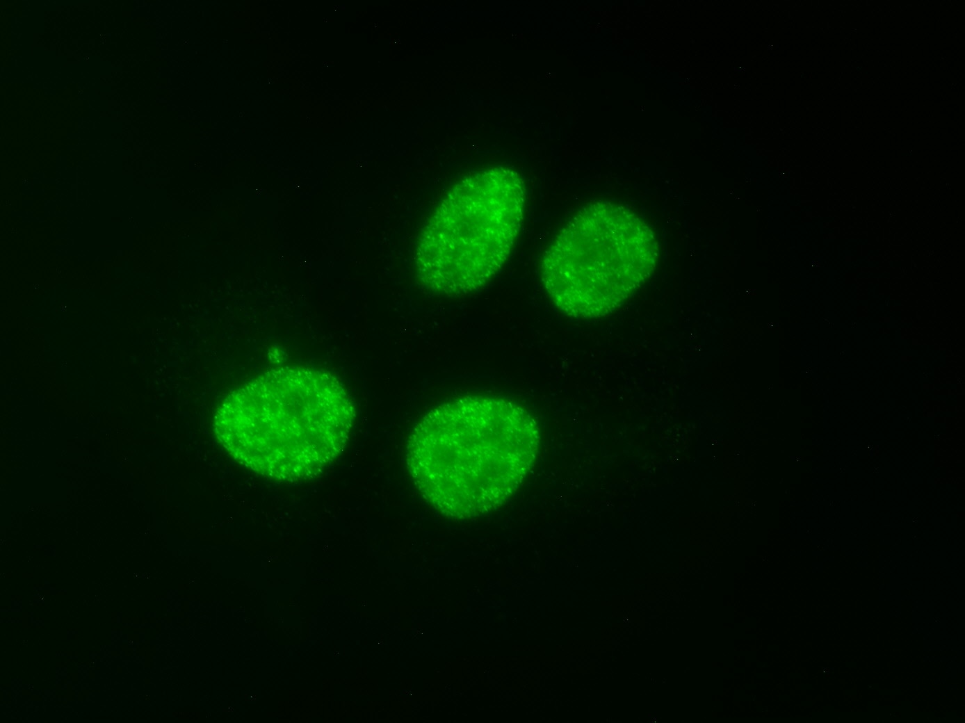AbFlex Histone H3K9ac antibody (rAb) tested by immunofluorescence. HeLa cell stained with 2ug /mL of AbFlex Histone H3K9ac antibody (rAb) followed by anti-mouse-IgG-488.