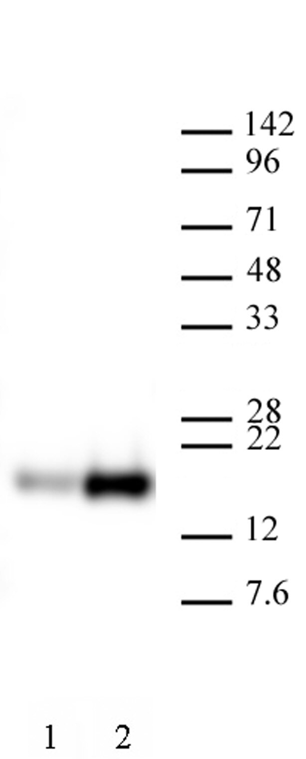 AbFlex Histone H3K9ac antibody (rAb) tested by Western blot. HeLa nuclear extract (20 ug per lane) probed with AbFlex Histone H3K9ac antibody (2 ug/ml dilution). Lane 1: untreated cells. Lane 2: cells treated with sodium butyrate.