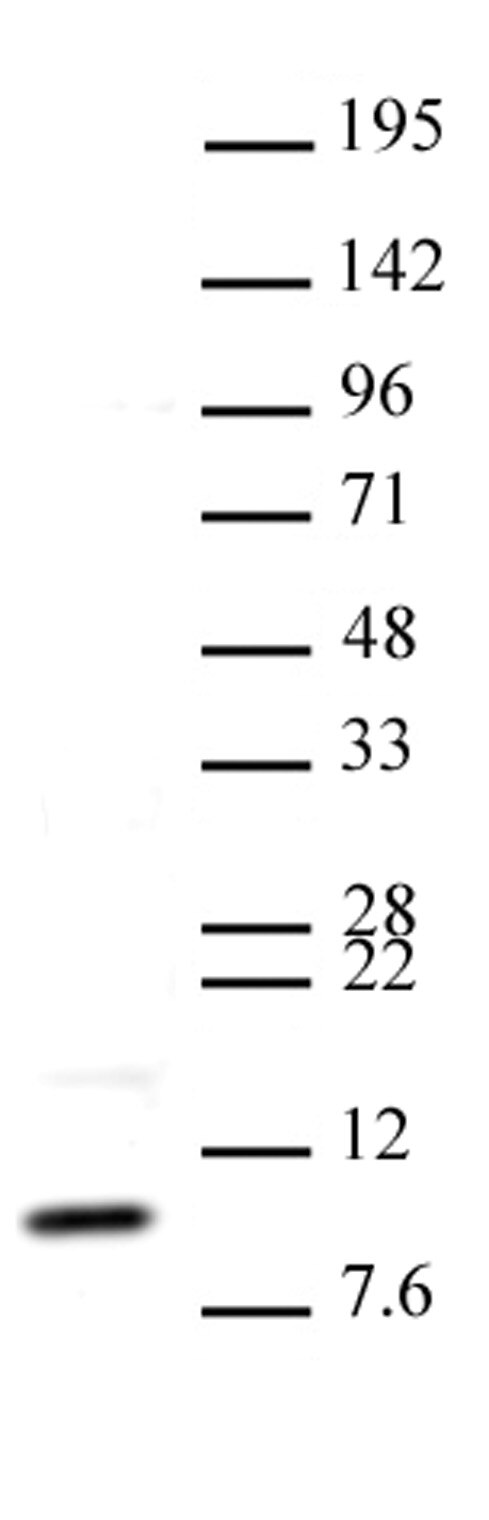 AbFlex Histone H4K20me3 antibody (rAb) tested by Western blot. HeLa nuclear extract (20 ug per lane) probed with AbFlex Histone H4K20me3 antibody (rAb) ) (2 ug/ml dilution).