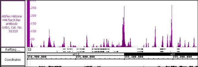 AbFlex Histone H4K5ac/K8ac recombinant antibody (rAb) tested by ChIP-Seq Chromatin immunoprecipitation (ChIP) was performed using the ChIP-IT High Sensitivity Kit (Cat. No. 53040) with 30 ug of HeLa cell chromatin and 4 ug of antibody. ChIP DNA was sequenced on the Illumina NextSeq and 6.7 million sequence tags were mapped to identify Histone H4K5ac/K8ac binding sites on chromosome 1.