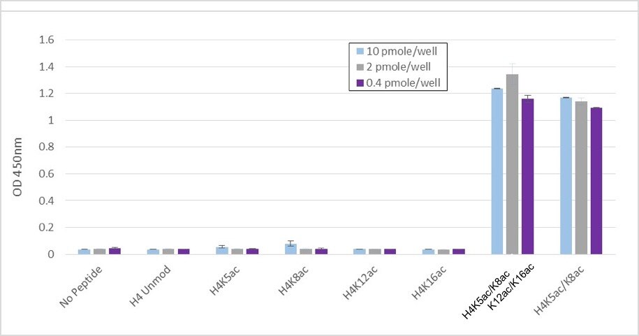 AbFlex Histone H4K5ac/K8ac recombinant antibody (rAb) specificity tested by ELISA 10, 2 or 0.4 pmole of various biotinylated Histone H4 peptides were captured in duplicate wells of a Streptavidin coated plates. 0.5ug/mL of Histone H4K5ac/K8ac antibody was added and detected using secondary anti-mouse HRP antibody. Histone H4K5ac/K8ac antibody recognizes peptide containing both K5ac and K8ac. The presence of additional K12 and K16 acetylation does not affect detection.