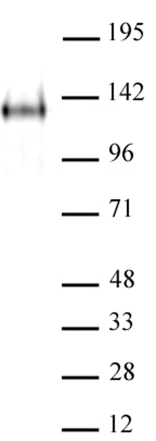 AbFlex JMJD2A antibody (rAb) tested by Western blot. HeLa cell nuclear extract (20 ug) probed with AbFlex JMJD2A antibody (rAb) at a dilution of 2 ug/ml.
