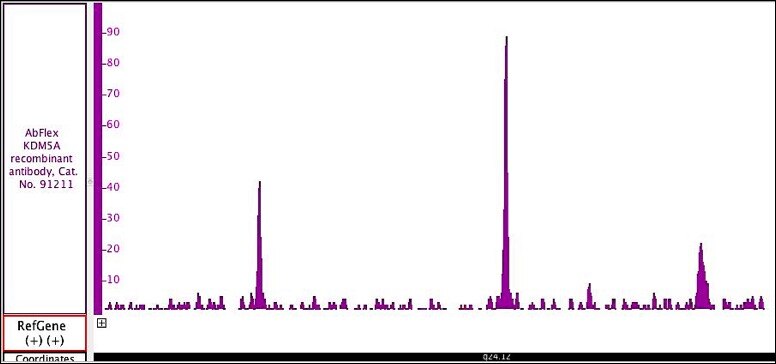 AbFlex KDM5A antibody (rAb) tested by ChIP-Seq Chromatin immunoprecipitation (ChIP) was performed using the ChIP-IT High Sensitivity Kit (Cat. No. 53040) with 25 ug of chromatin from human H727 lung cell chromatin 4 ug of AbFlex KDM5A antibody. ChIP DNA was sequenced on the Illumina NextSeq and 13 million sequence tags were mapped to identify KDM5A binding sites on chromosome 8.