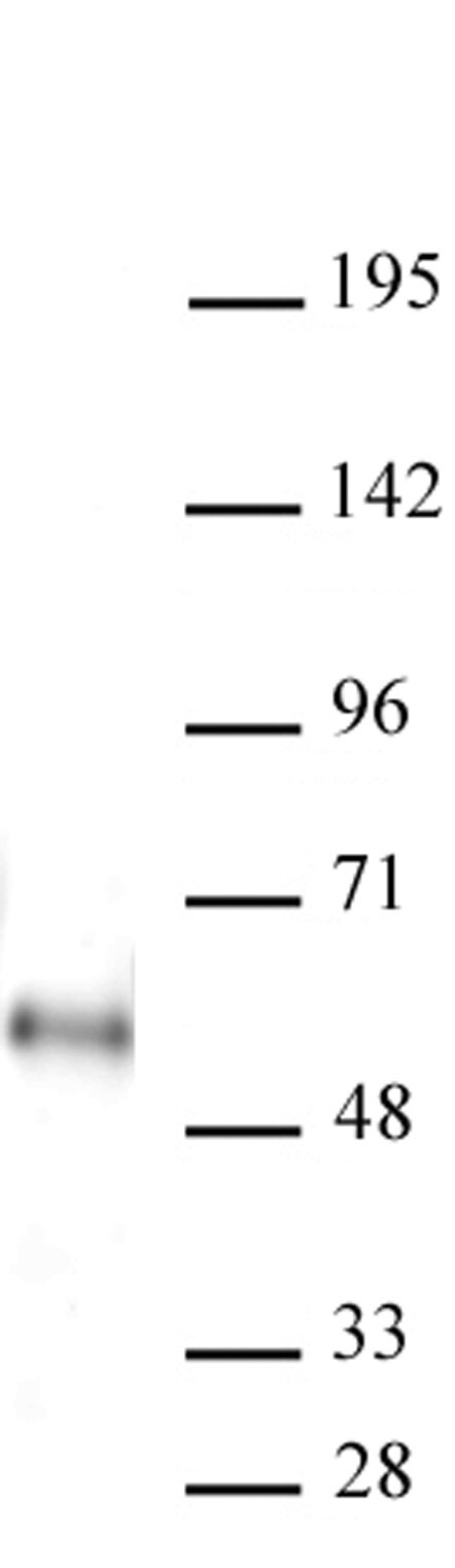 AbFlex MAZ antibody (rAb) tested by Western Blot. 10 ug MCF7 cell nuclear extract was run on SDS-PAGE, and probed with 2 ug/ml AbFlex MAZ antibody. MW: 55 kDa
