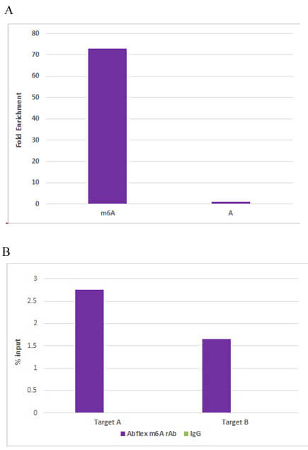 AbFlex N6-Methyladenosine (m6A) antibody tested by RNA immunoprecipitation. (A) In vitro RNA transcripts were generated containing either 0 or 10% of the m6A modified base or the A unmodified base and were spiked into 10 ug of total RNA. IP was performed using 10 ug Abflex N6-Methyladenosine antibody followed by Real Time-qPCR. (B) IP was performed using 5 ug Abflex N6-Methyladenosine antibody and 30 ug of total RNA (fragmented to 200 bp) from human hematopoetic stem cells followed by Real Time-qPCR on known methylated RNA. Data was provided courtesy of Dr. Alexandra Patmanidi in Prof. Dr. Achim Leutz’s lab, Max-Delbrück-Centrum für Molekulare Medizin (MDC).